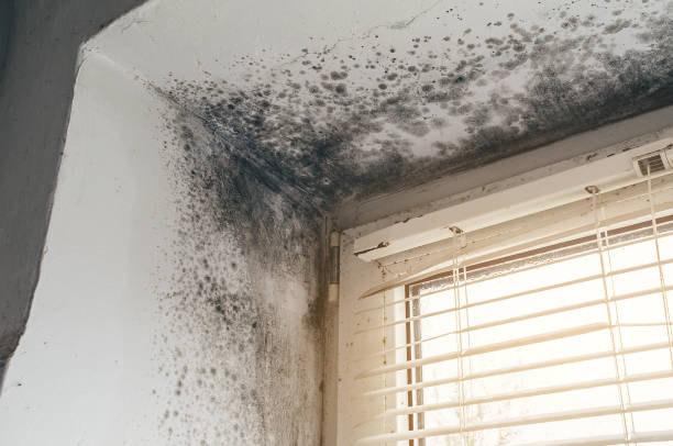 Affordable Commercial Mold Remediation solutions in Keedysville, MD